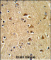 PDIA6 Antibody (Center D251)